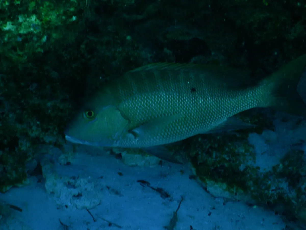 Mutton snapper