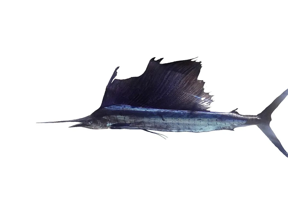 Sailfish